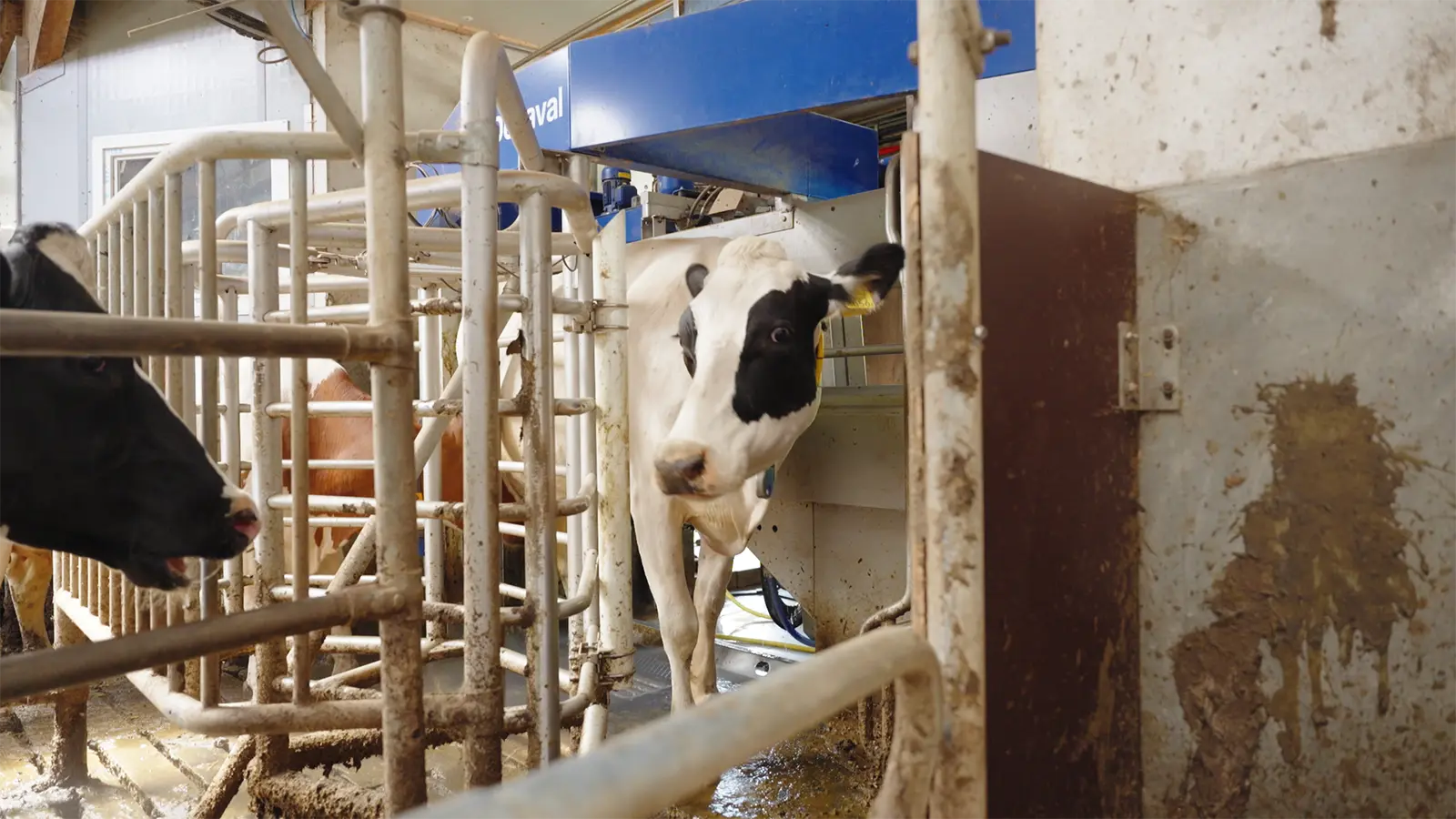 Melkrobots voor melkveebedrijf Wargerink